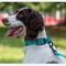 Reflective Padded Adjustable Dog Collar 7