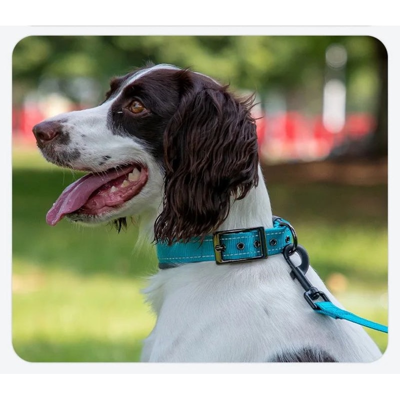 Reflective Padded Adjustable Dog Collar 7
