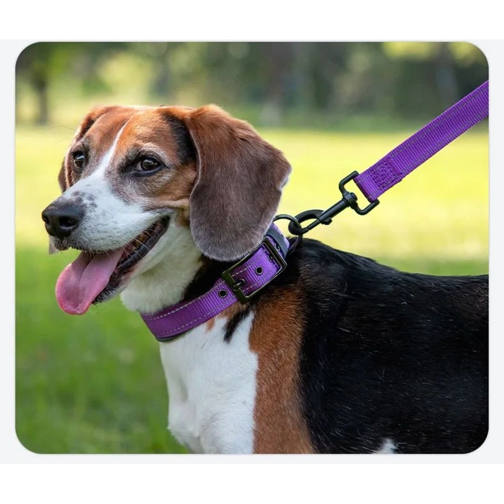 Reflective Padded Adjustable Dog Collar 8