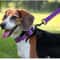 Reflective Padded Adjustable Dog Collar 8