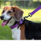 Reflective Padded Adjustable Dog Collar 8