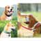 Reflective Padded Adjustable Dog Collar 9