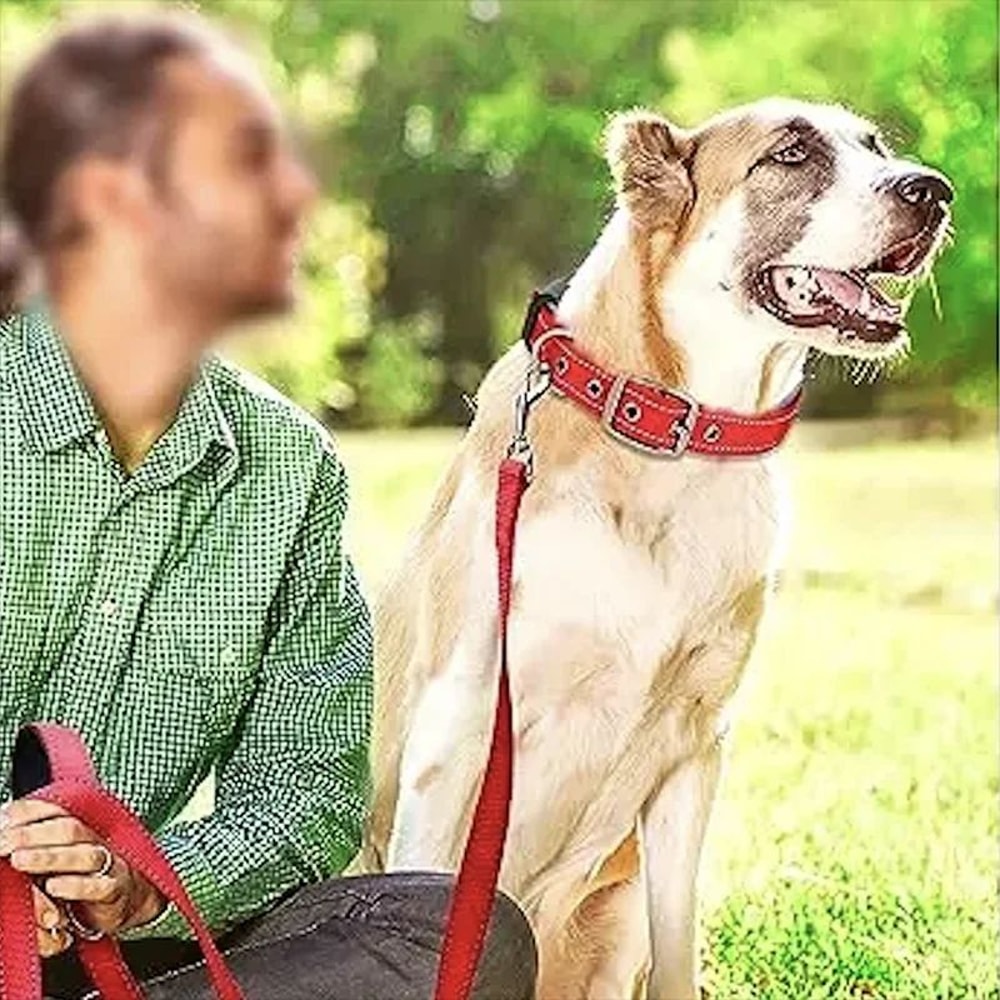 Reflective Padded Adjustable Dog Collar 10