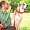 Reflective Padded Adjustable Dog Collar 10