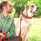 Reflective Padded Adjustable Dog Collar 10