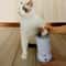 USB Rechargeable Portable Dog Paw Washer 1