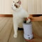 USB Rechargeable Portable Dog Paw Washer 1