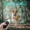 800M Waterproof Rechargeable Dog Training Collar 3