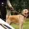 Heavy Duty Reflective Bungee Dog Leash With Seatbelt 7