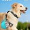 Portable Stainless Steel Dog Water Bottle With Foldable Cup 8