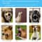 Waterproof Intelligent Anti Bark Dog Training Collar 6