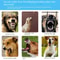 Waterproof Intelligent Anti Bark Dog Training Collar 6