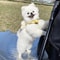 Cute Bee Pet Harness And Leash Set 4