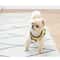 Cute Bee Pet Harness And Leash Set 5