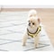 Cute Bee Pet Harness And Leash Set 5