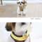 Cute Bee Pet Harness And Leash Set 7