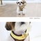 Cute Bee Pet Harness And Leash Set 7