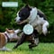 Adjustable PU Leather Spike Pet Collar 3