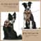 Luxury Chocolate Adjustable No Pull Dog Harness 5