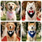Formal Bow Tie Dog Collar Bandana 3