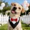 Formal Bow Tie Dog Collar Bandana 5