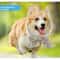 Summer Pet Cooling Scarf Ice Collar 10