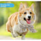 Summer Pet Cooling Scarf Ice Collar 10
