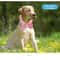 Summer Pet Cooling Scarf Ice Collar 11
