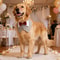 Formal Dog Tuxedo Bandana Bowtie Collar 2