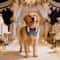 Formal Dog Tuxedo Bandana Bowtie Collar 3