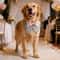 Formal Dog Tuxedo Bandana Bowtie Collar 4