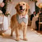 Formal Dog Tuxedo Bandana Bowtie Collar 4