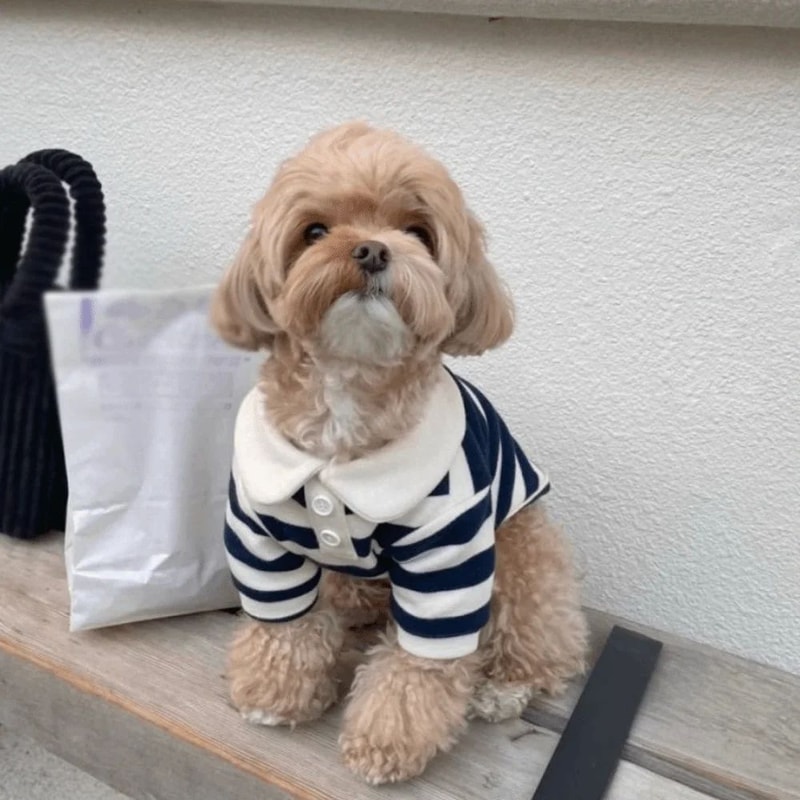 Fashion Striped Dog Shirt Cooling Vest 1