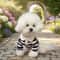 Fashion Striped Dog Shirt Cooling Vest 3