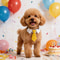Formal Dog Wedding Suit Necktie Collar 5