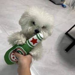 beer bottle squeaky plush dog chew toy