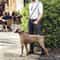 Hands Free Adjustable Dog Leash For Running And Walking 3