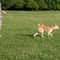 Hands Free Adjustable Dog Leash For Running And Walking 5