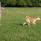 Hands Free Adjustable Dog Leash For Running And Walking 5