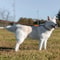 Hands Free Adjustable Dog Leash For Running And Walking 6