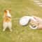 Automatic Retractable Dog Leash For Small And Medium Dogs 1