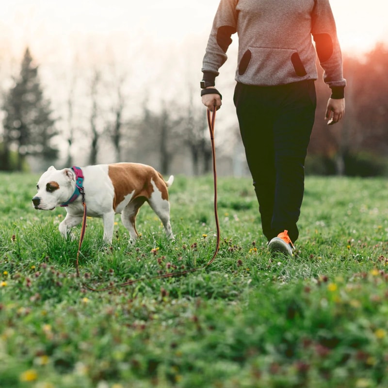 Lightweight Long Training Dog Leash For Small And Large Dogs 8