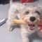 Natural Coffee Wood Dog Chew Stick For Teeth Cleaning 5
