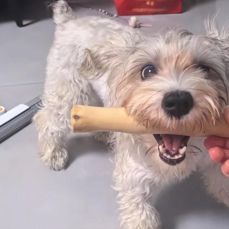 Natural Coffee Wood Dog Chew Stick For Teeth Cleaning 5