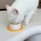 Interactive Slow Feeder Licking Bowl For Pets 3