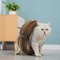 Foldable Magic Organ Cat Scratching Board Bed 6