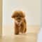 Cute Bear Adjustable Pet Harness And Leash Set 3