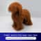 Teddy Dog Grooming Practice Model For Pet Groomers 10