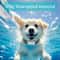 Rechargeable Automatic Anti Barking Dog Training Collar 5