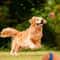 Tough Elastic Dog Fetch Ball Toy 1